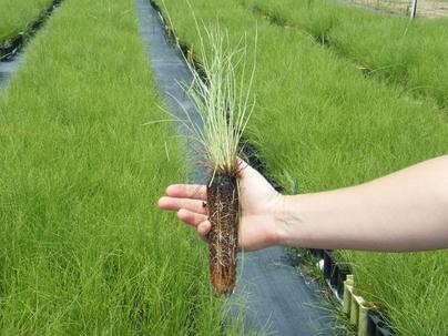 Bareroot Liners Pine Seedling Beds Longleaf Tublings Bale Count For Bareroot Tree Seedlings
